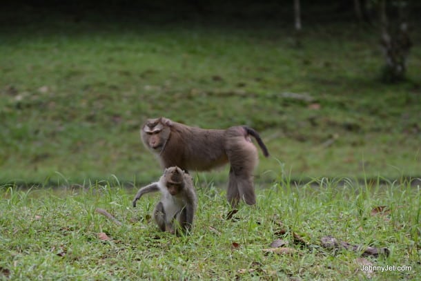 Monkeys in Angkor National Park 