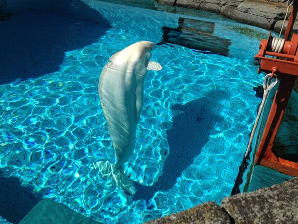 White beluga at the Vancouver Aquarium