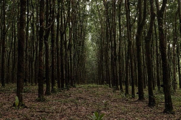 Rubber trees