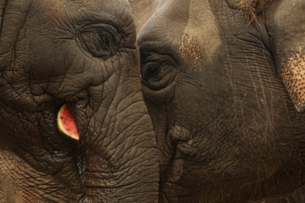 Elephants