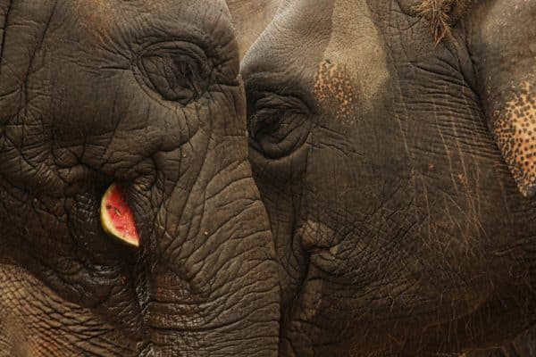 Elephants