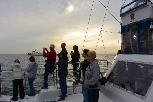 Captain Dave’s Dolphin & Whale Watching Safari