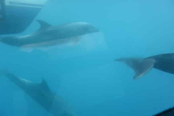 Dolphins in the glass-enclosed area under the boat