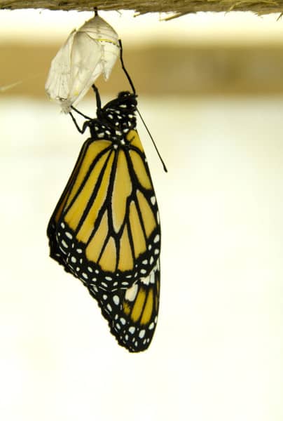 Life Centre butterfly