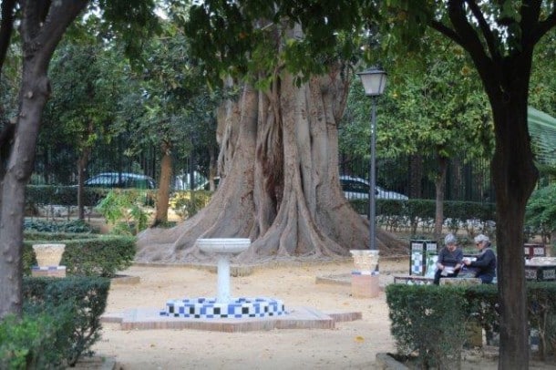 Ancient tree in Seville
