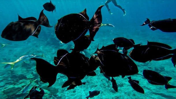 The water surrounding Turks & Caicos