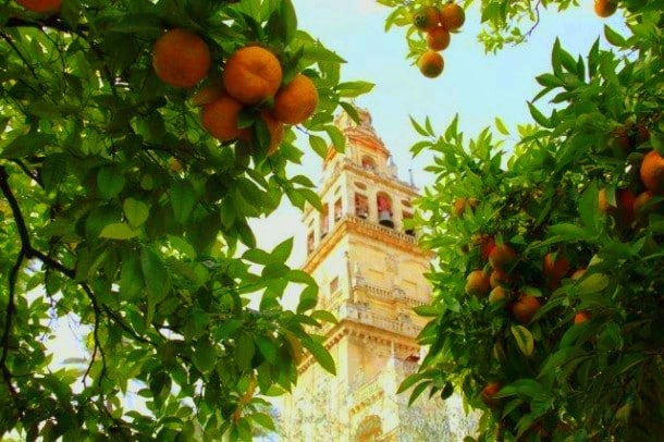 Oranges in Seville autumn