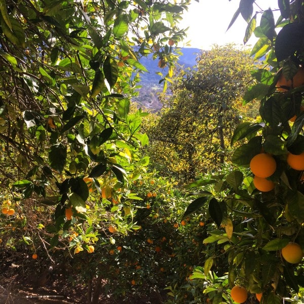 Tangerine groves on Shelf Road Hike in Ojai