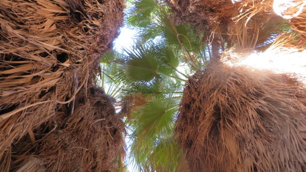 The serenity of a Palm Oasis