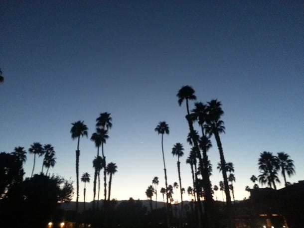 Quintessential palm trees