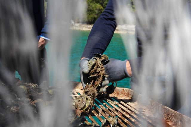 Farmer taking oysters off the line in Ston, Croatia