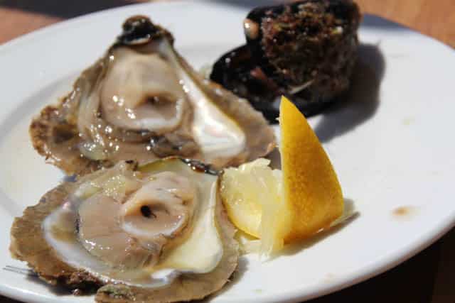 Fresh oysters straight from the ocean