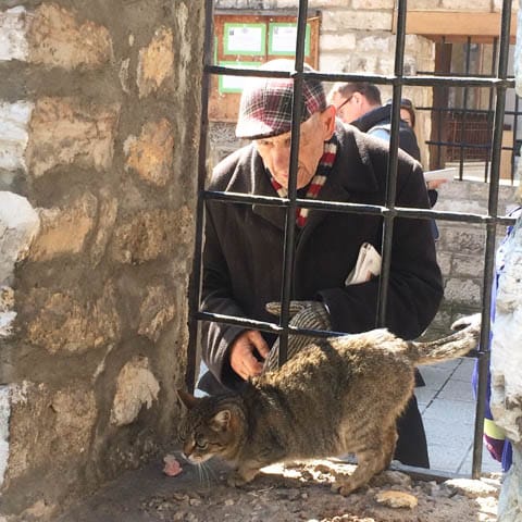 The cats of Sarajevo seem to be very well-loved