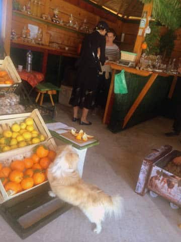 Ivan of the fruit stand, waiting for a tangerine to be tossed his way