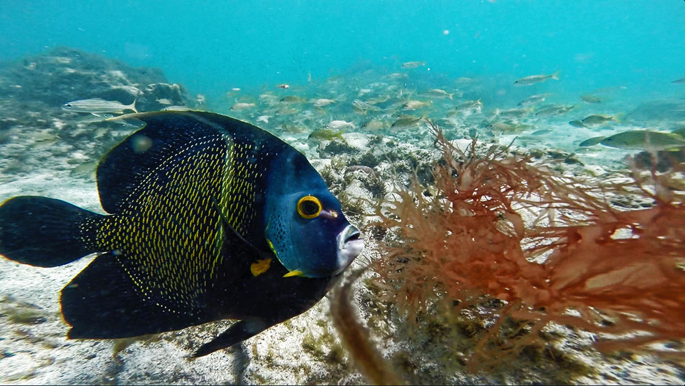 Diving