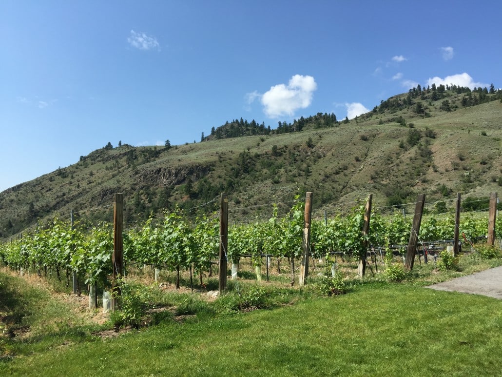 Vineyards at Culmina Winery