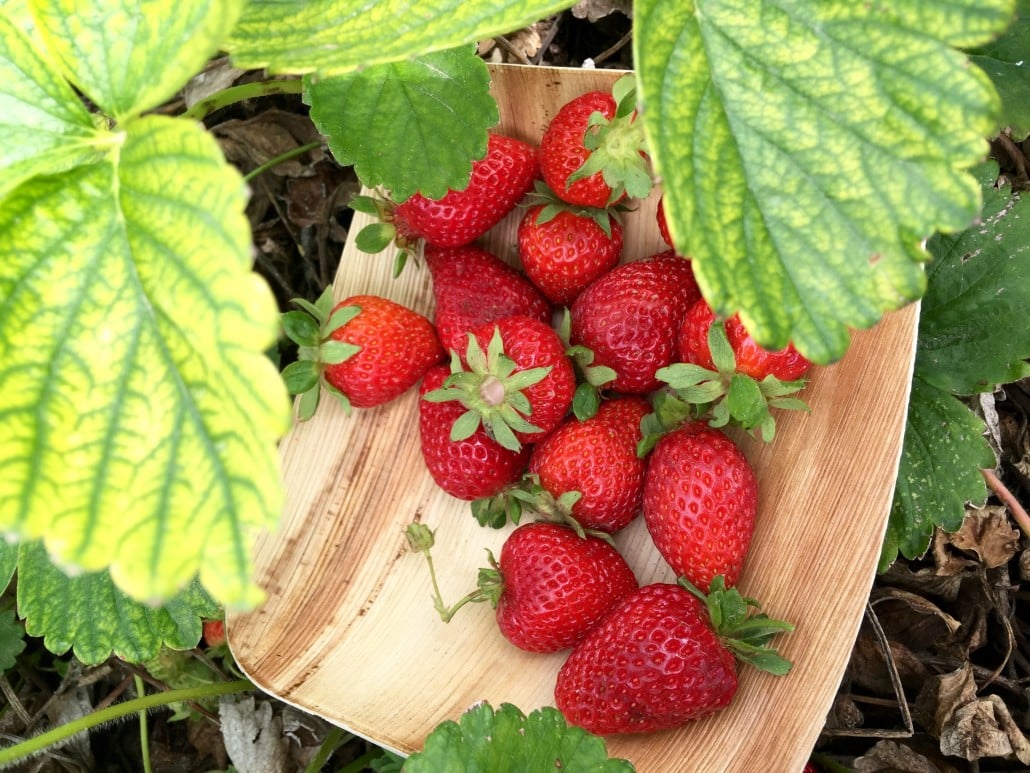 Strawberries at Covert Farms