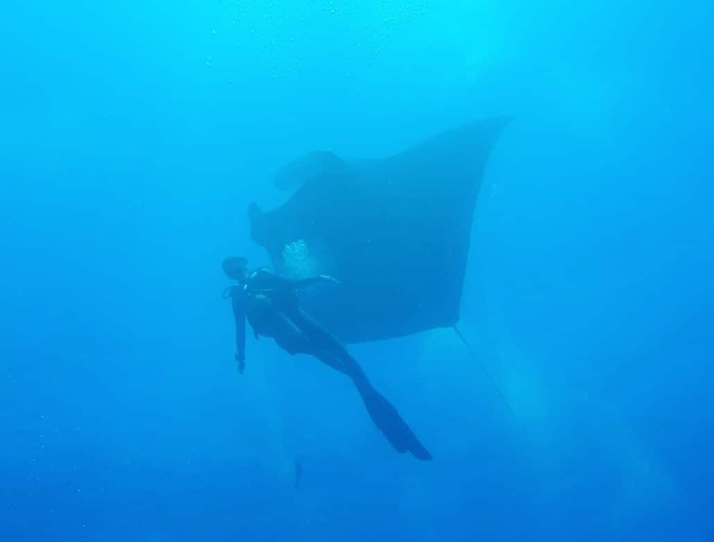 Giant mantas are one of many large mammals found in the waters surrounding the Revillagigedo Islands (Credit: Eric Lai)