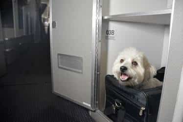Meet Chico. He gets to fly first class with AA!