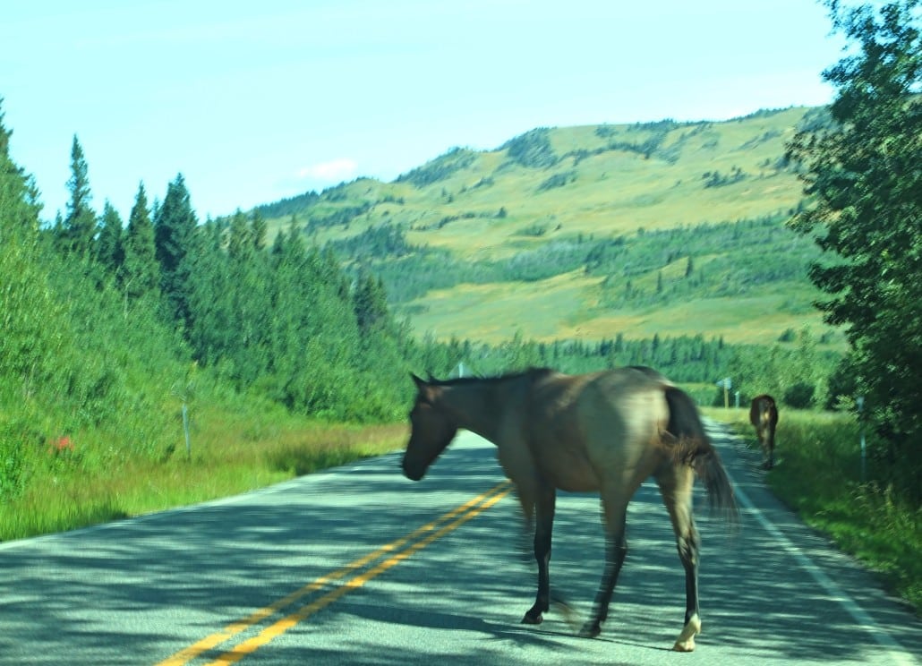 Be careful: Horse on road (Credit: Bill Rockwell)