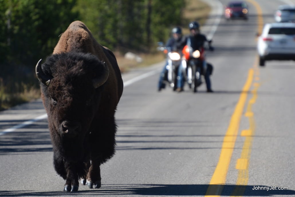 Bison roaming in the middle of the road of Yellowstone National Park