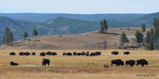 Bison roaming Yellowstone National Park