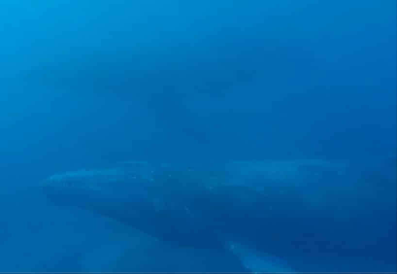 For a moment, we swam with three humpback whales (Credit: Eric Lai)