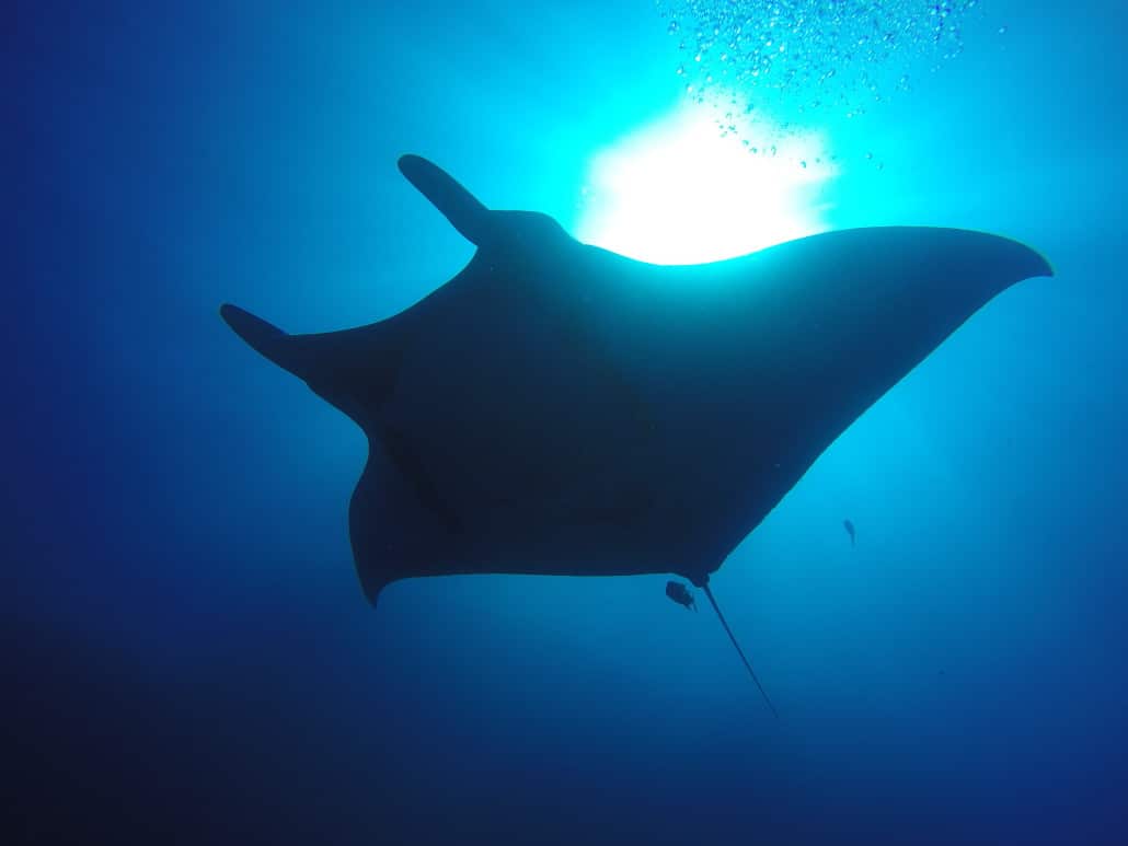 The manta ray's impressive wingspan is all the more dramatic against the sun (Credit: Eric Lai)