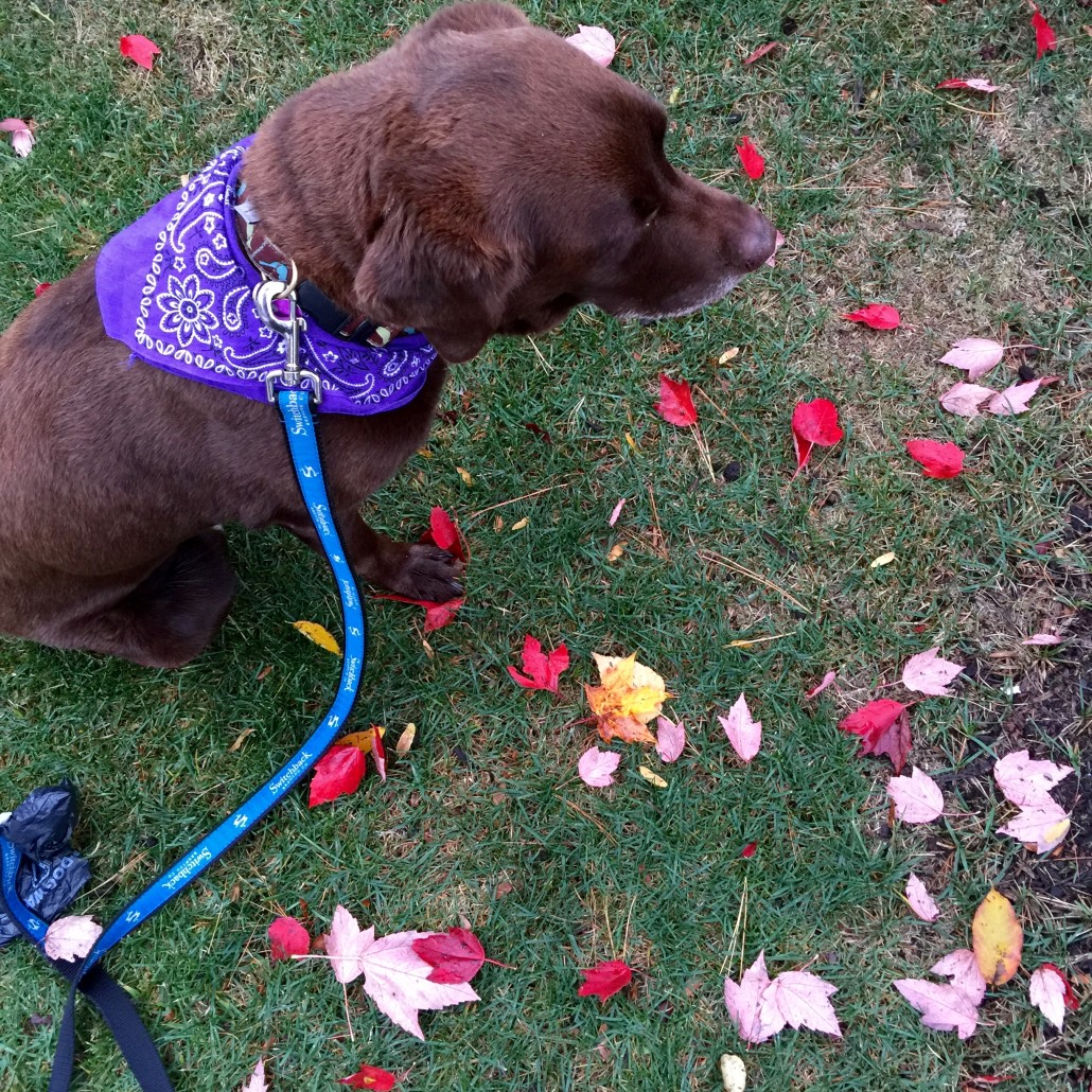 Baci outside of Topnotch
