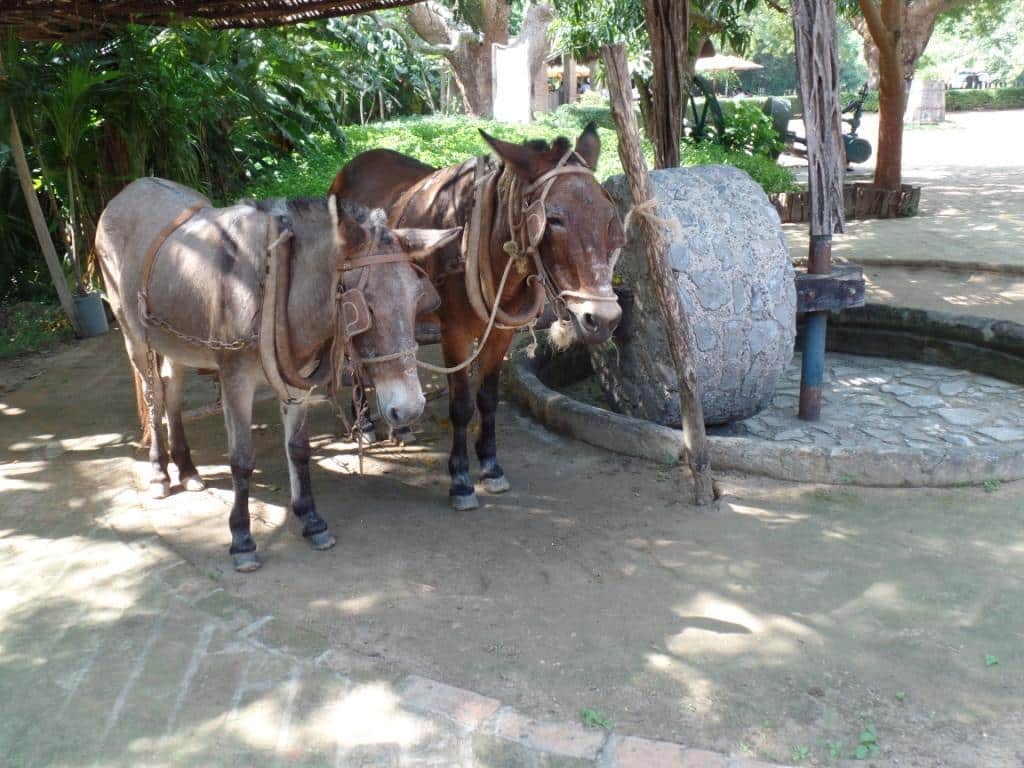Los Osuna horses helping make "tequila"