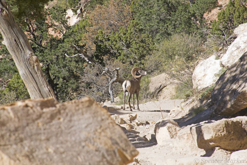 On South Kaibab Trail