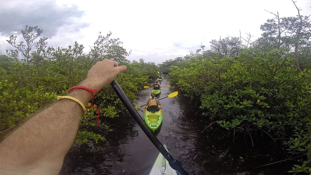 Paddleboarding while friends kayak through the mangroves