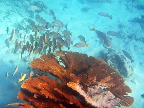 Fire coral and fish