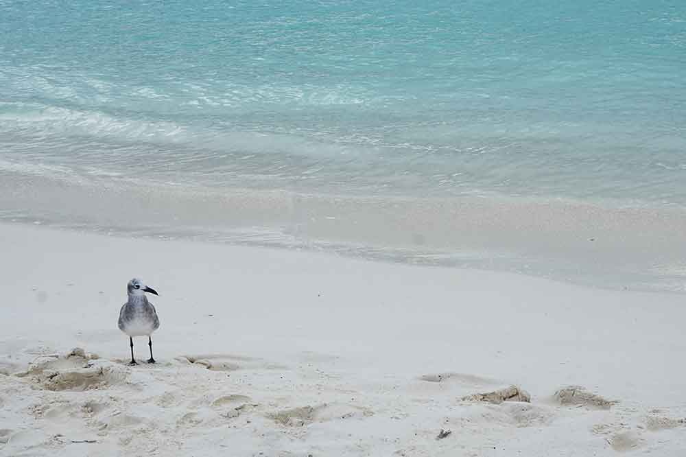 White sand, aquamarine water and Jonathan Livingston seagull