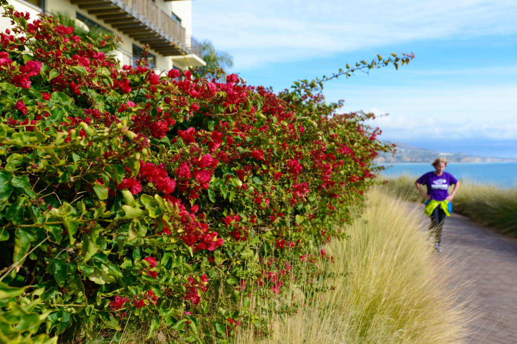 Blossoms along the Terranea path