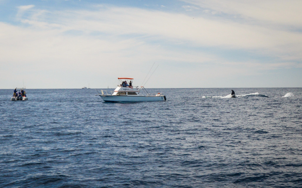 The best time for Whale Watching in Cabo San Lucas, is from mid January to mid-March