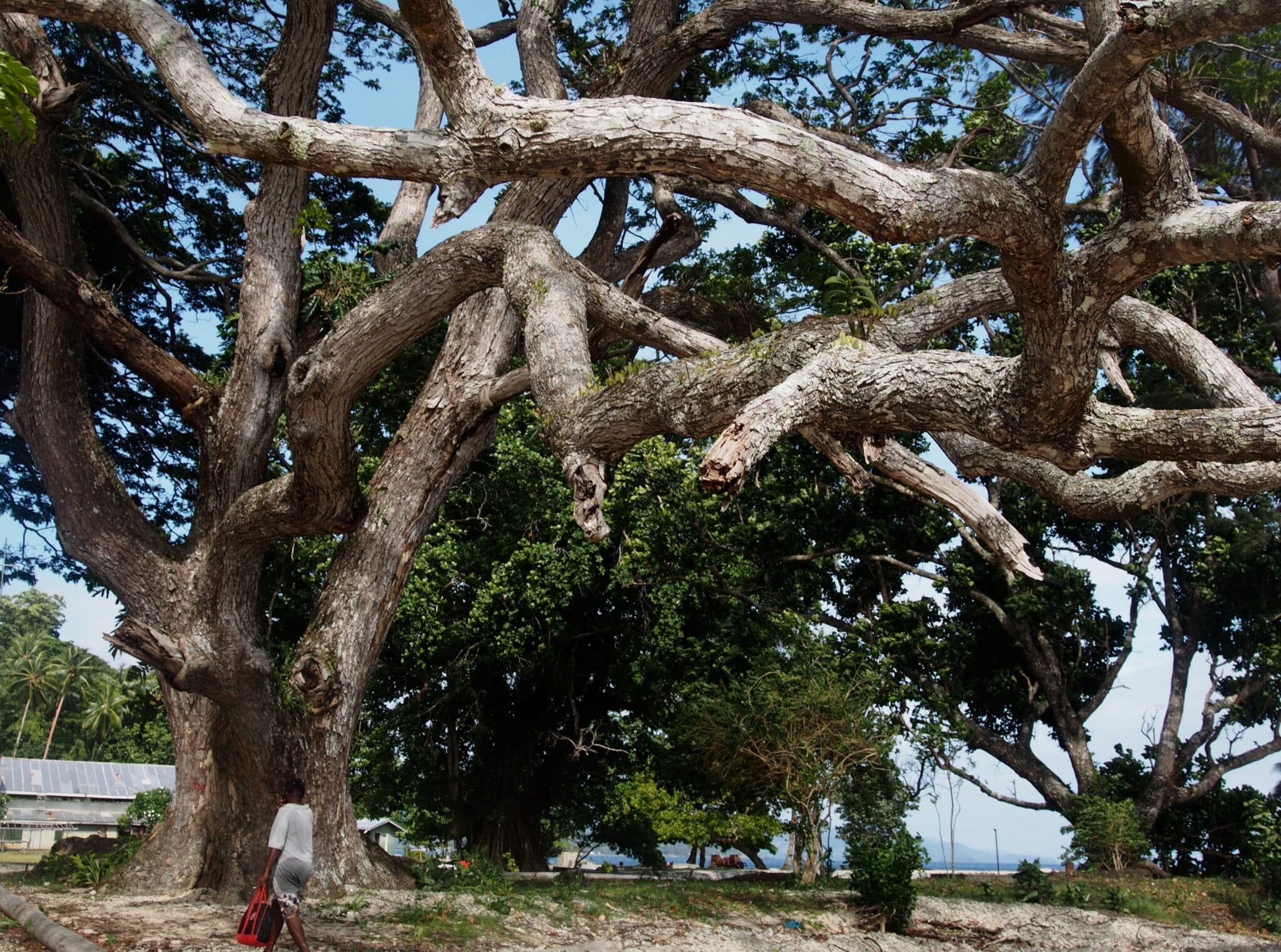 Insane tree on Kwado