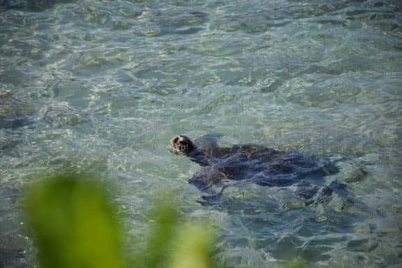 Turtle in Napili Bay