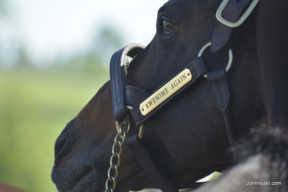 Awesome Again Horse