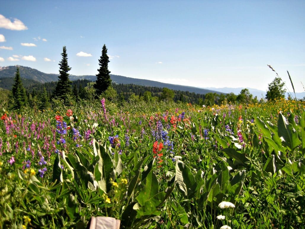 Teton Valley wildflowers (Credit: Grand Targhee Resort)
