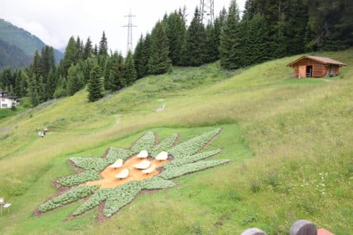 Edelweiss at Senn Hütten