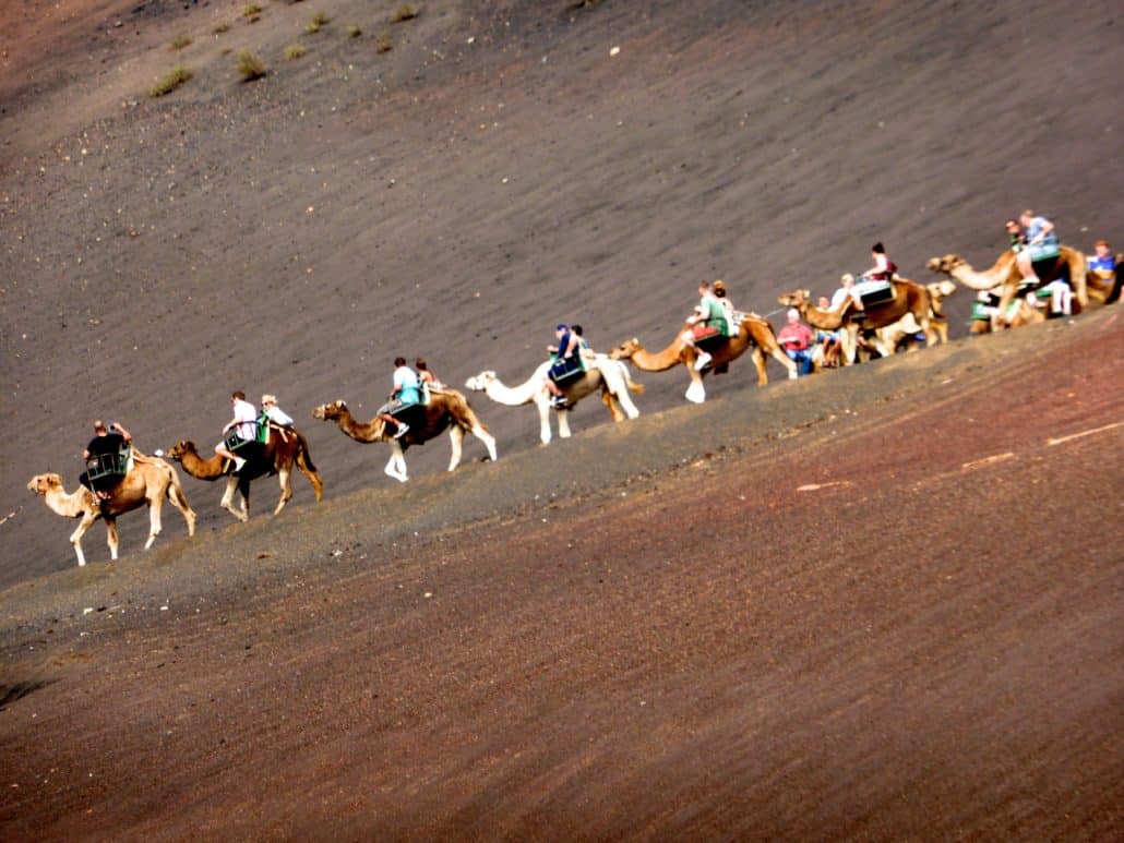Camel rides are popular at Timanfaya National Park