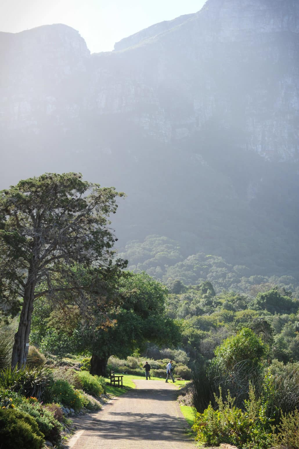 Kirstenbosch National Botanical Garden