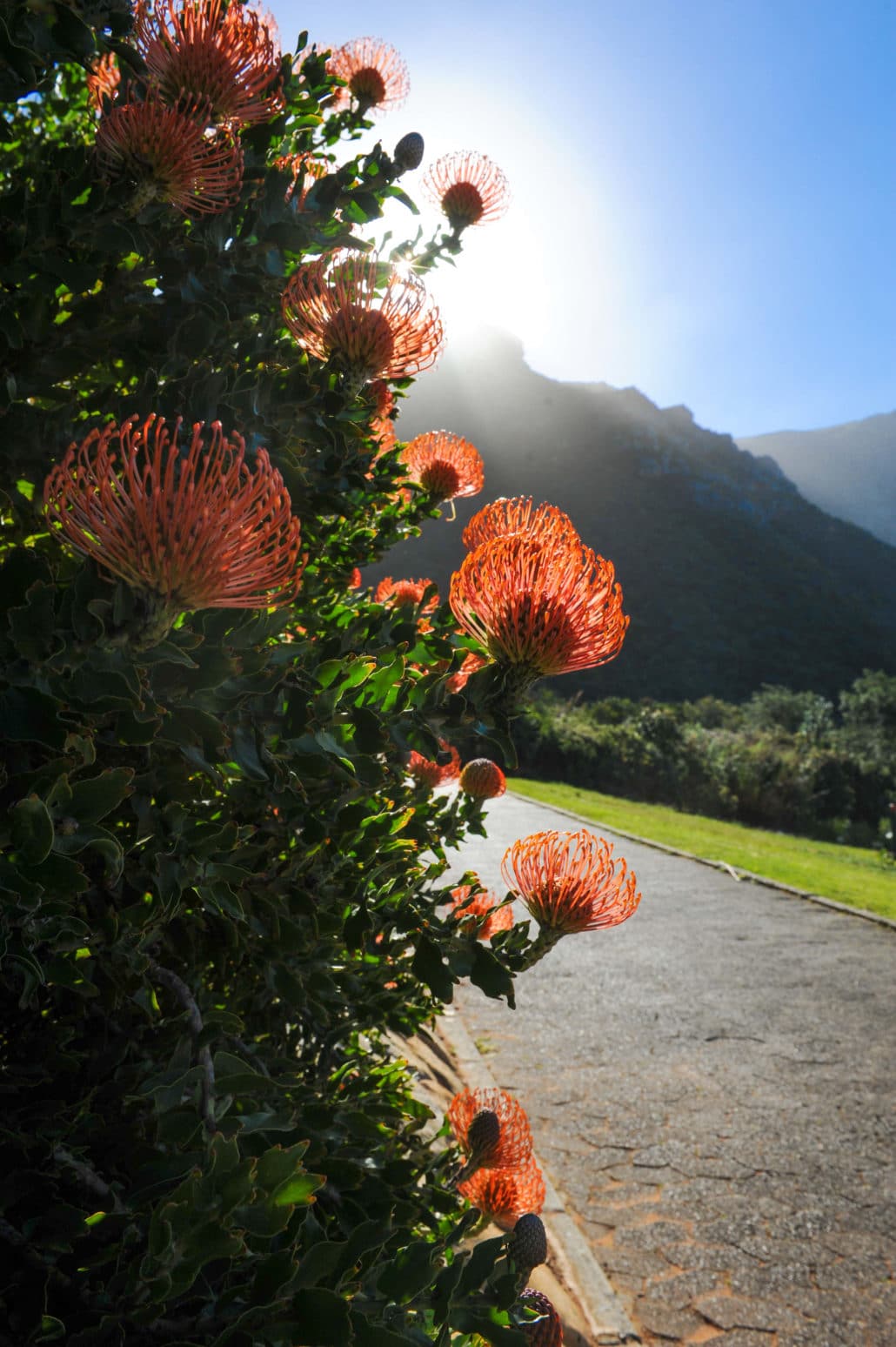 A Protea bush (the national flower) at Kirstenbosch National Botanical Garden