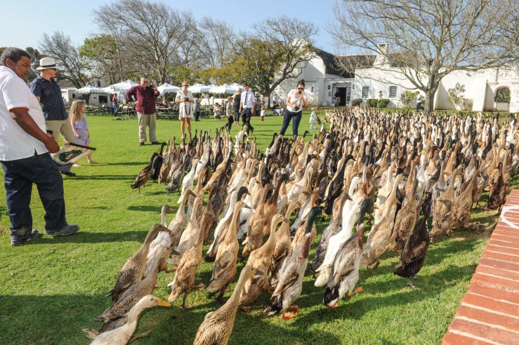 Twice-a-day parade of the well-known runner ducks at Vergenoegd Winery