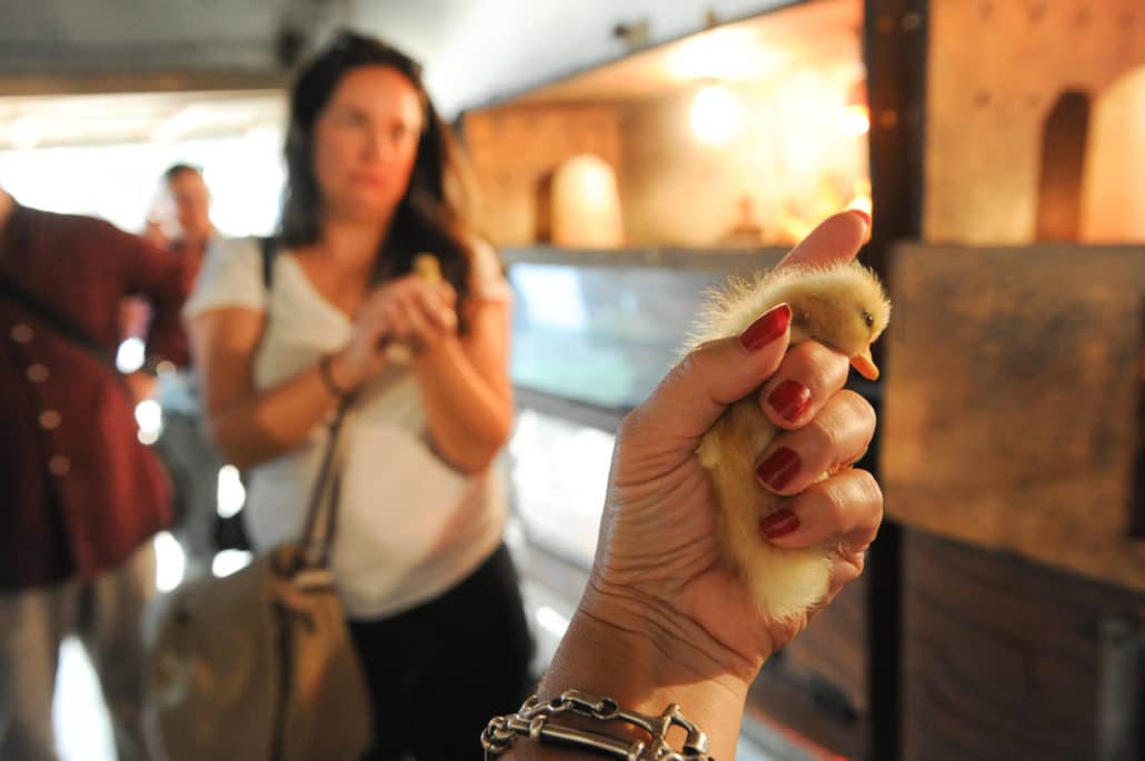 Vineyard pest-control efforts rely heavily on the ducks eating snails and bugs. A breeding program keeps the workforce strong and effective. Shown here is a day-old duckling.