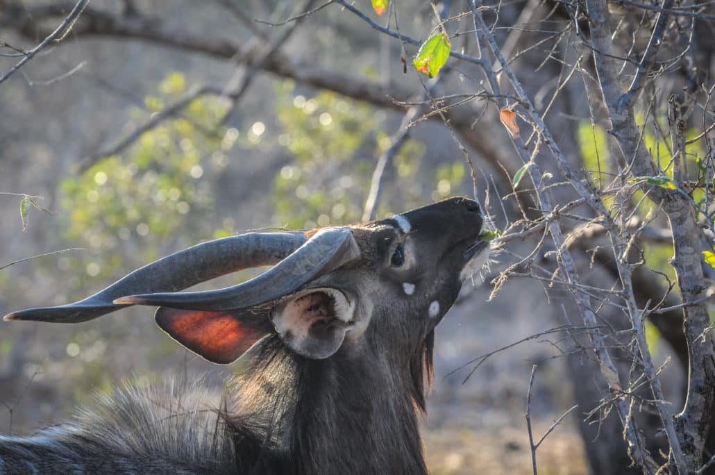 A handsome kudu in Thornybush Private Game Reserve