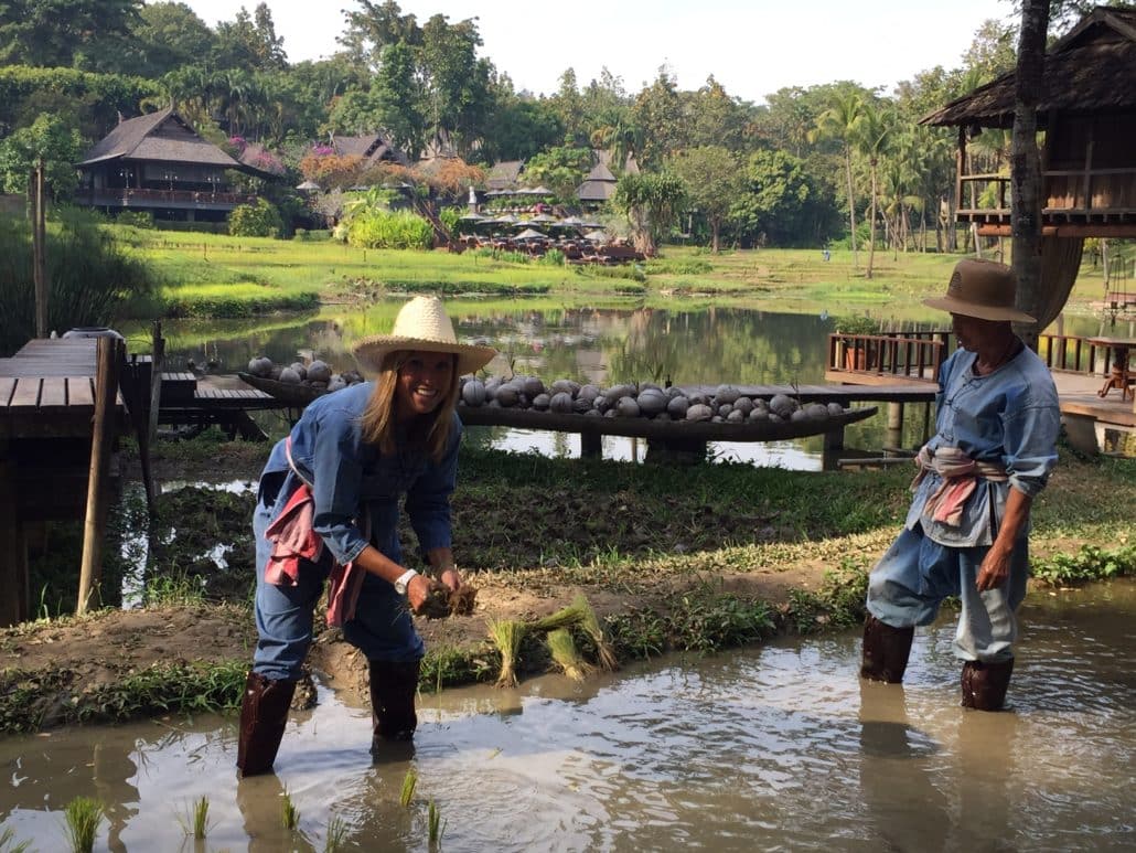 Rice farming with the Four Seasons Chiang Mai