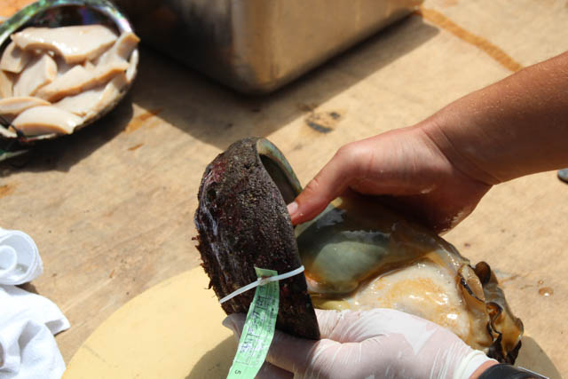 Abalone catch in Mendocino, CA