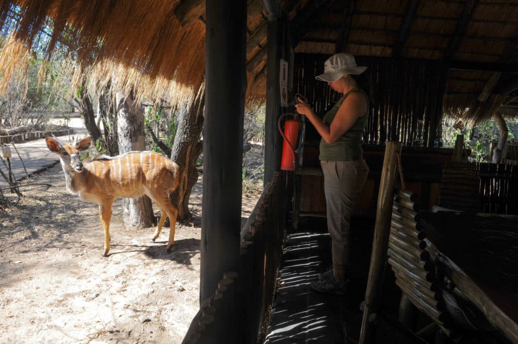 There is an electric fence that surrounds the camp but there are few animals that are allowed to roam within